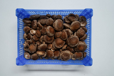 Shiitake 1,5 kg klasse 1