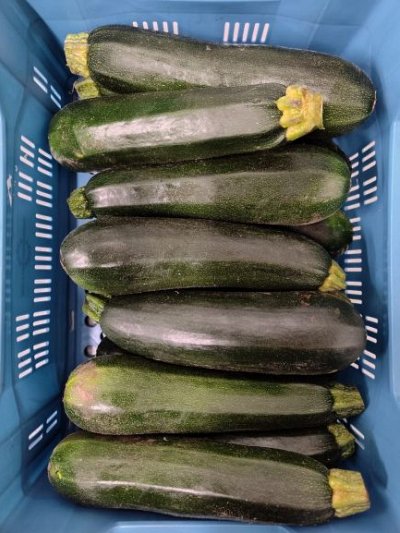 Courgette groen (14 stuks)