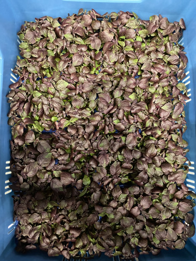 Shiso Purple doos met 16 bakjes