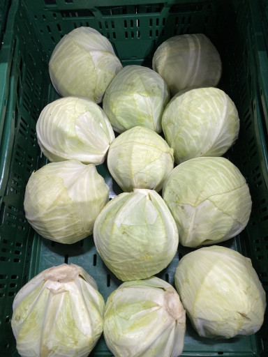 Witte kool (1,5 kg per stuk)