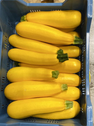 Courgette GEEL (14 stuks)