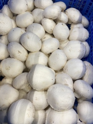 Champignons middel 2,5 kg