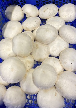 Champignons 2,5 kg (klasse 2/3)